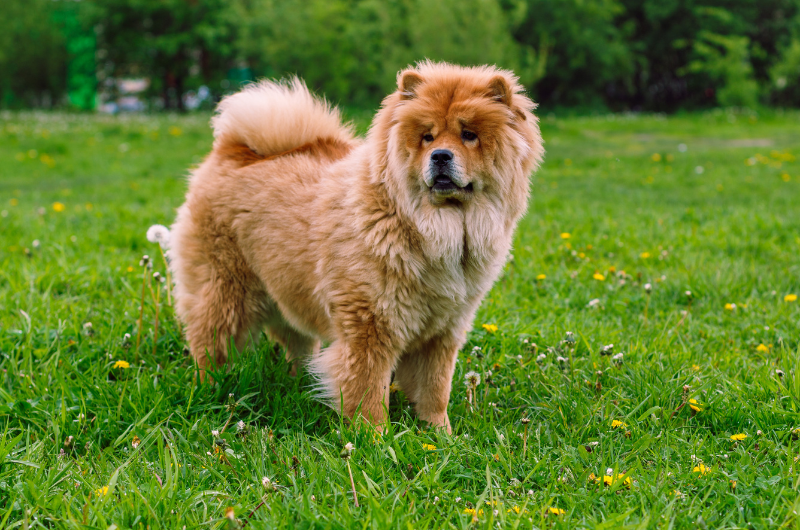 Chow chow restricted breed top